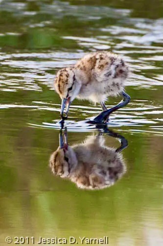 Willet chick foraging by Jessica D. Yarnell ©2011; permission required for use.